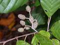 Hazel alder
